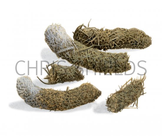 Illustration of Capercaillie droppings (Tetrao urogallus) (#2930)