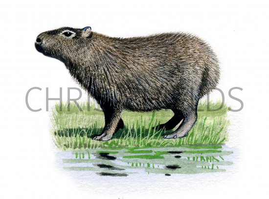 Illustration of Capybara (Hydrochoerus hydrochaeris) (#0485)