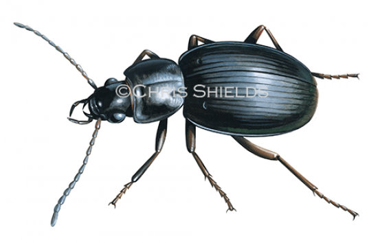 Illustration of Carabid Beetle (Trechisibus antarcticus) (#4668)