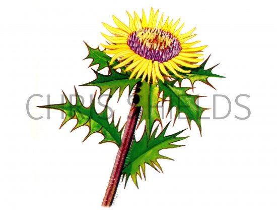 Illustration of Carline Thistle (Carlina vularis) (#0964)