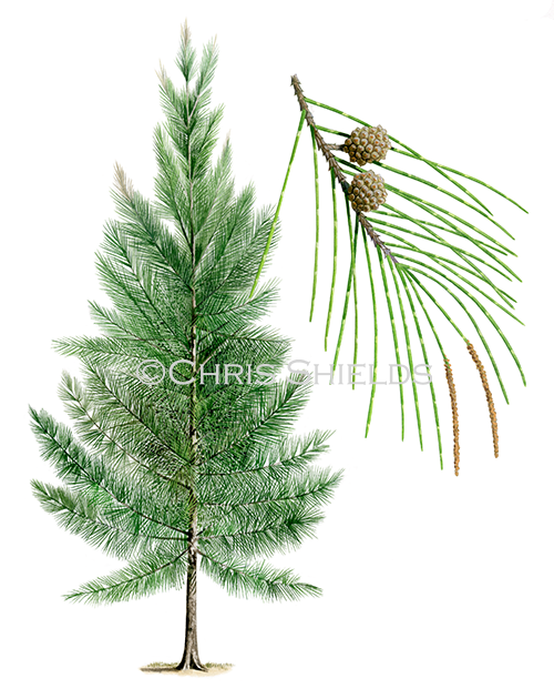Illustration of Casuarina Tree (Casuarina equisetifolia) (#4524)