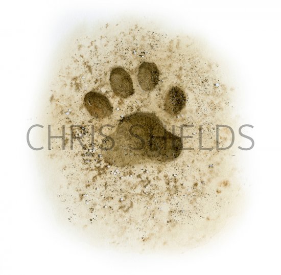 Illustration of Cat (Domestic) footprints (Felis catus) (#4176)