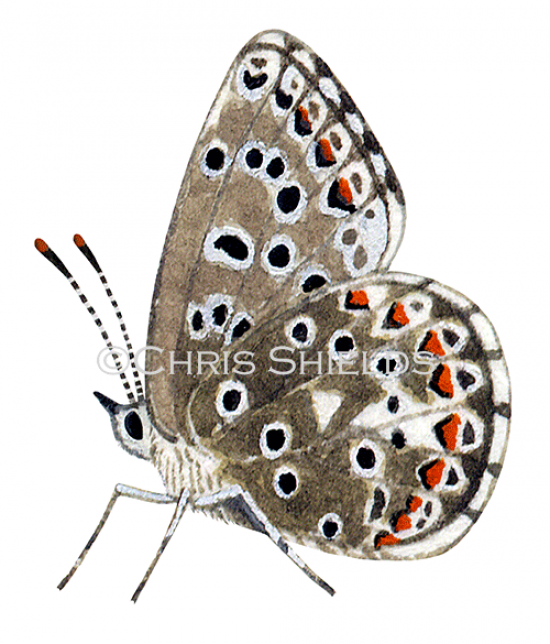 Illustration of Chalk-hill female (Lysandra coridon) (#1375)