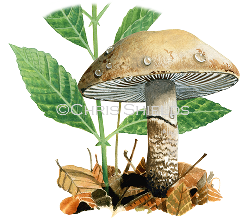 Illustration of Chamaemyces fracidus (Dewdrop Dapperling) (#1649)