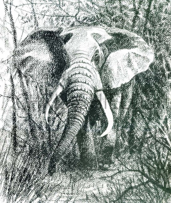 Illustration of Charging Elephant (Loxodonta africana) (#0484)