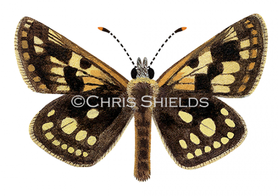 Illustration of Chequered Skipper (Carterocephalus palaemon) (#2156)