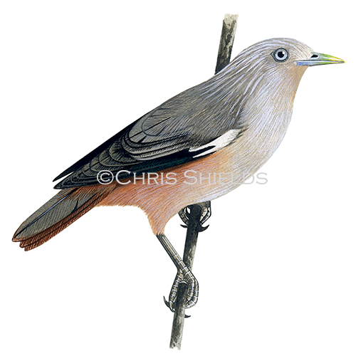 Illustration of Chestnut-tailed Starling adult (Sturnia malabarica malabarica) (#1671)