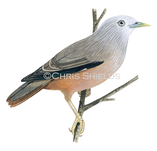 Illustration of Chestnut-tailed Starling adult female (Sturnia malabarica blythii) (#4493)
