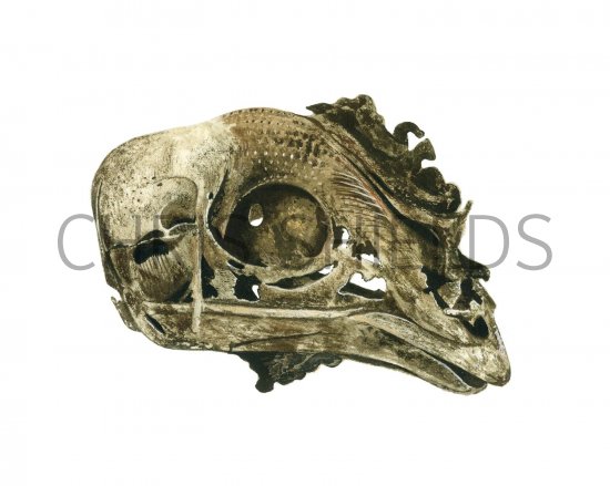 Illustration of Chicken Skull (#1755)