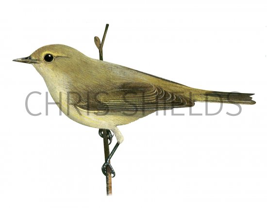 Illustration of Chiffchaff (Phylloscopus collybita) (#3367)