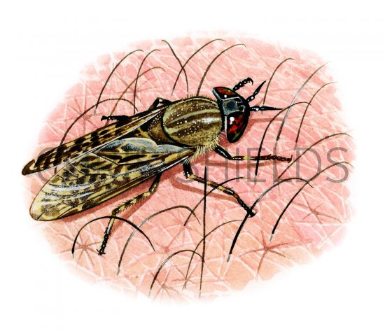 Illustration of Cleg Fly (Haematopota pluvialis) (#2110)