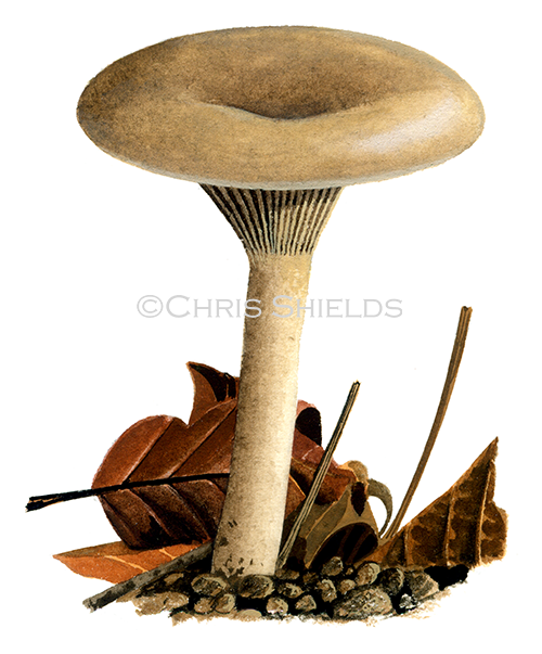 Illustration of Clitocybe brumalis (#4017)