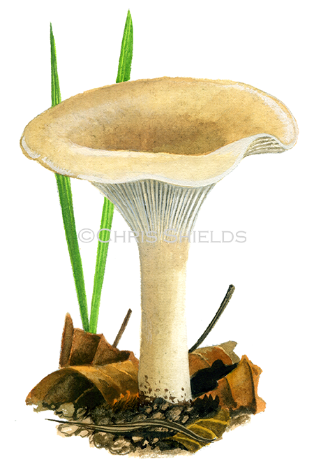 Illustration of Clitocybe gibba (Common Funnel) (#4010)