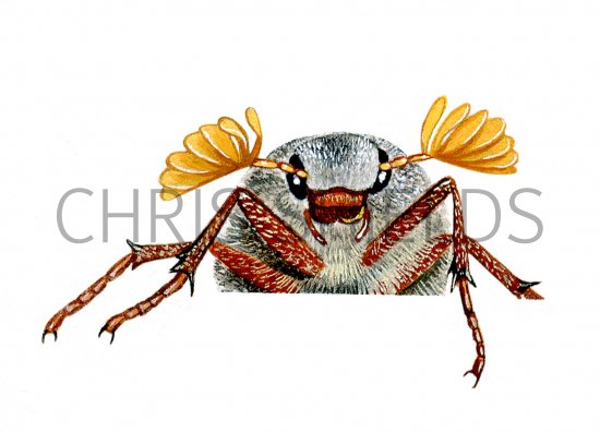 Illustration of Cockchafer (Melolontha melolontha) (#0934)