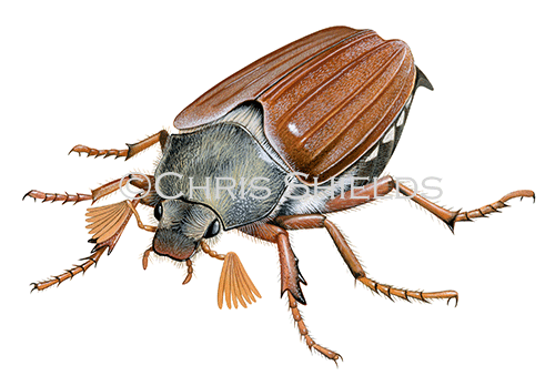Illustration of Cockchafer (Melolontha melolontha) (#4633)