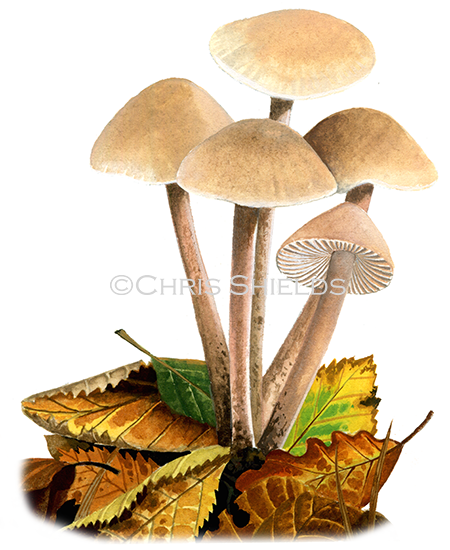 Illustration of Collybia (Gymnopus confluens) (Clustered Toughshank) (#4032)