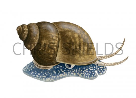 Illustration of Common Bithynia (Bithynia tentaculata) (#2833)