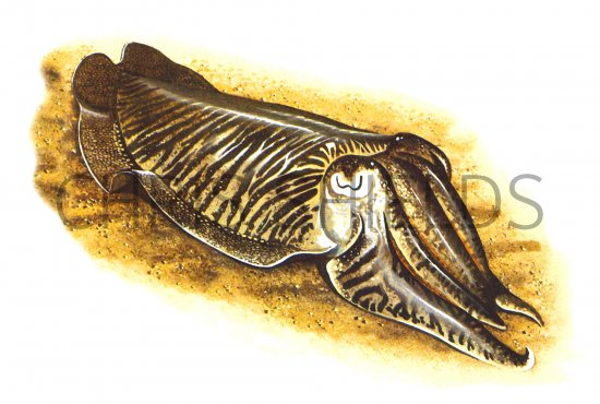 Illustration of Cuttlefish (Common) Sepia officinalis (#0641)