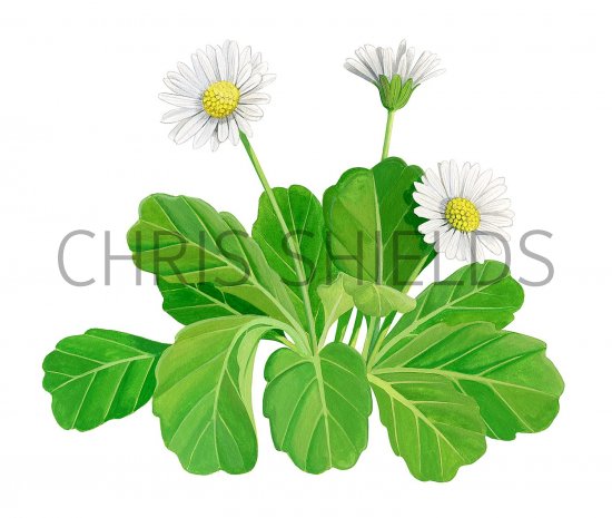 Illustration of Common Daisy (Bellis perennis) (#3681)
