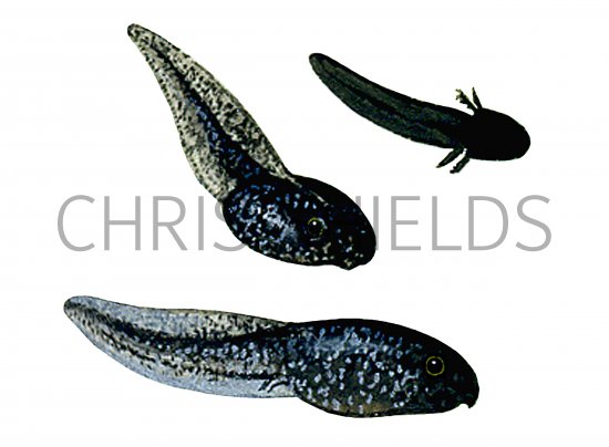 Illustration of Common Frog  (Rana temporaria) life cycle (#3342)
