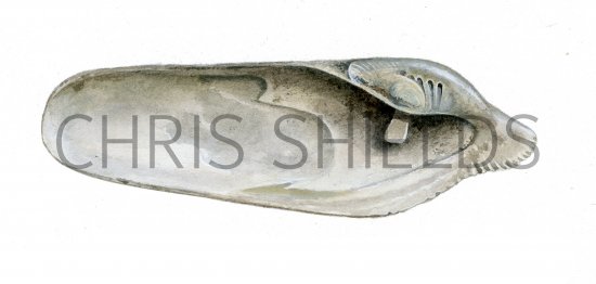 Illustration of Common Piddock (Pholas dactylus) (#4089)