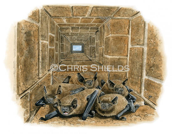 Illustration of Common Pipistrelle Bat (Pipistrellus pipistrellus) (#4679)
