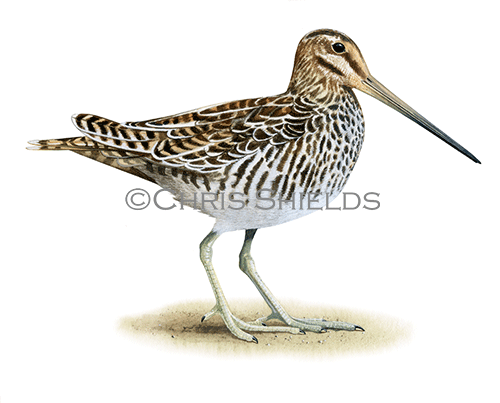 Illustration of Common Snipe (Gallinago gallinago) (#4588)