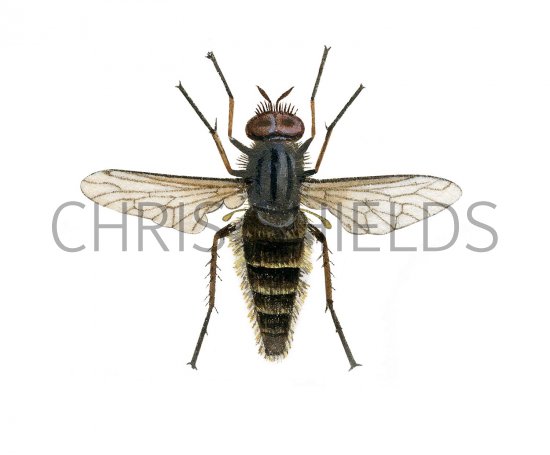 Illustration of Common Stiletto Fly (Thereva nobilitata) (#2531)