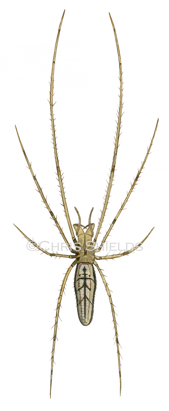 Illustration of Common Stretch Spider (Tetragnatha extensa) (#4698)