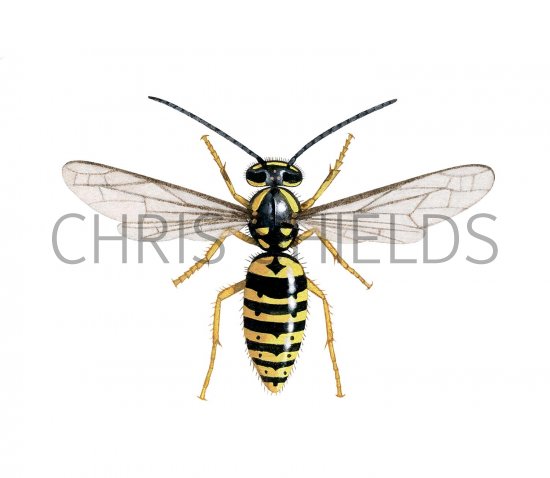 Illustration of Common Wasp male (Vespula vulgaris) (#3162)
