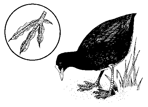 Illustration of Coot (Fulica atra) (#4344)
