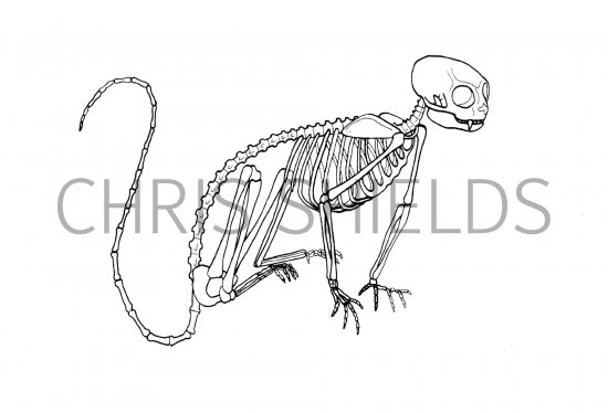 Illustration of Cottontop Tamarin Skeleton (Saguinus oedipus) (#1097)
