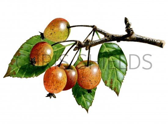 Illustration of Crab Apple (Malus sylvestris) (#0127)