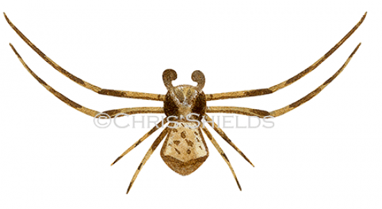 Illustration of Crab Spider male (Thomisus onustus) (#3312)
