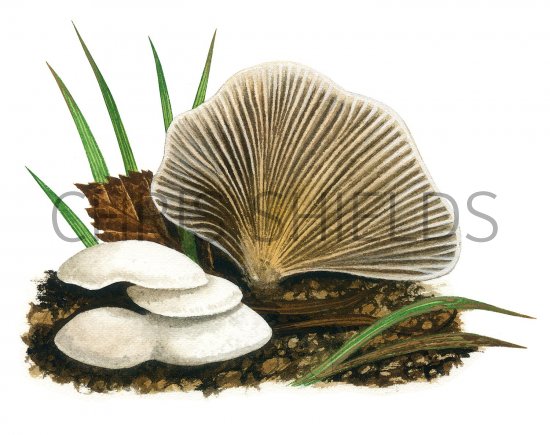 Illustration of Crepidotus autochthonus (#3608)