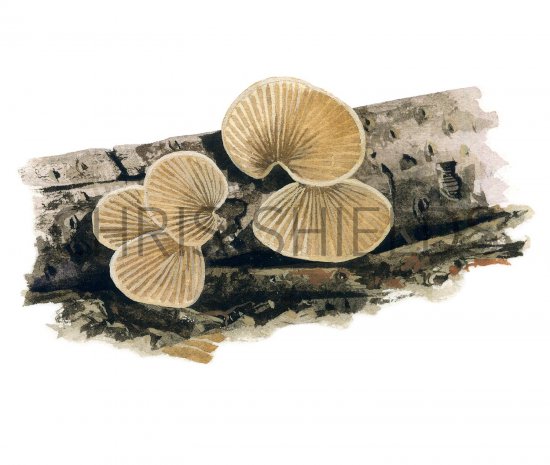 Illustration of Crepidotus carpaticus (#3619)