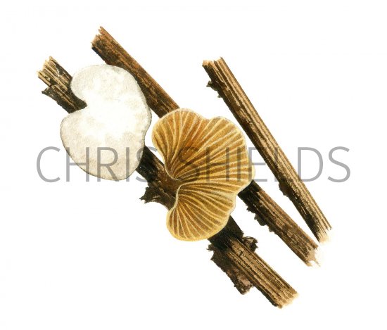 Illustration of Crepidotus cesatii (#3611)