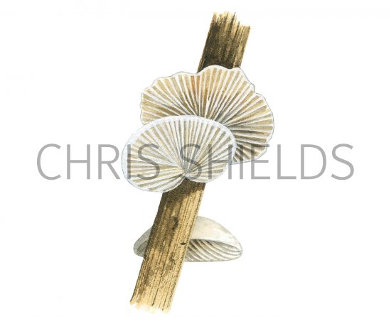 Illustration of Crepidotus epibryus (#3618)
