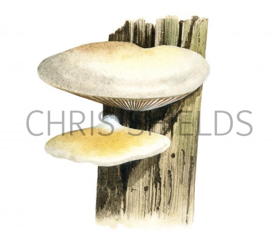 Illustration of Crepidotus mollis (Peeling Oysterling) (#3607)