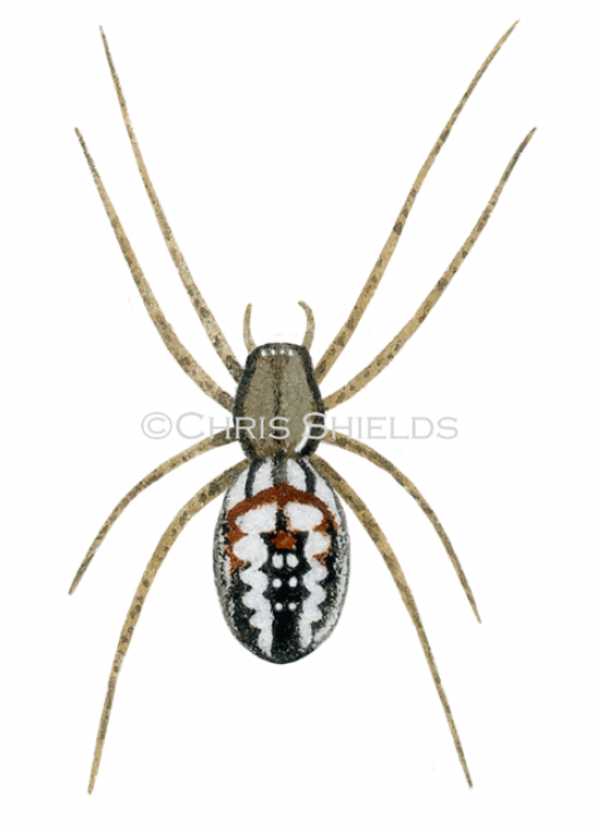Illustration of Cricket-bat Orbweaver Spider (Mangora acalypha) (#4700)