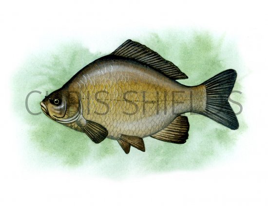 Illustration of Crucian Carp (Carassius carassius) (#0133)