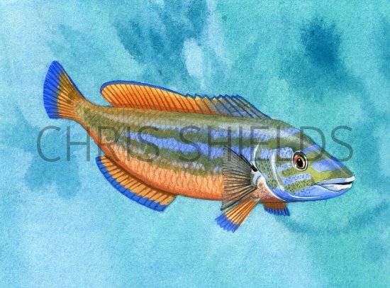 Illustration of Wrasse (Cuckoo) Labrus mixtus (#1411)