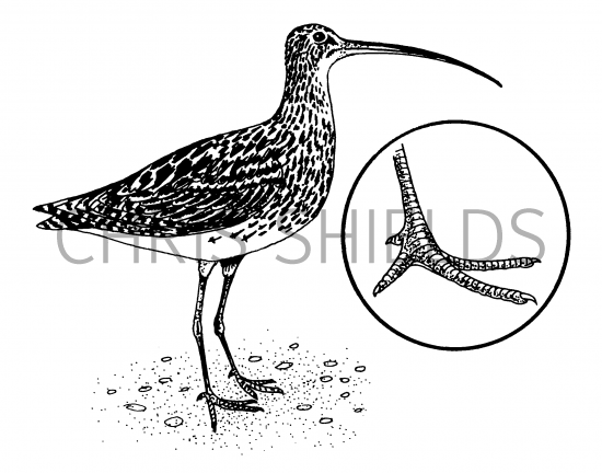 Illustration of Curlew (Numenius arquata) (#1758)