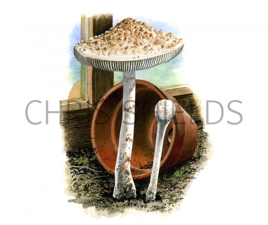 Illustration of Cystolepiota cystidiosa (#1646)