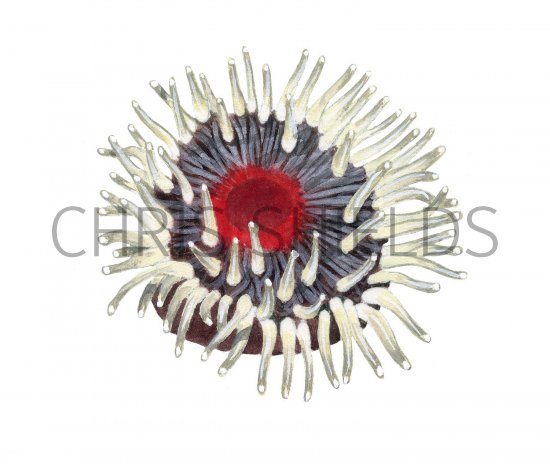Illustration of Dahlia Anemone (Urticina felina) (#2421)