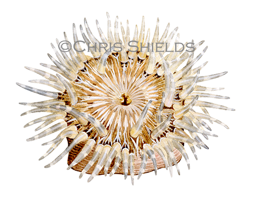 Illustration of Daisy Sea Anemone (Cereus pedunculatus) (#4598)