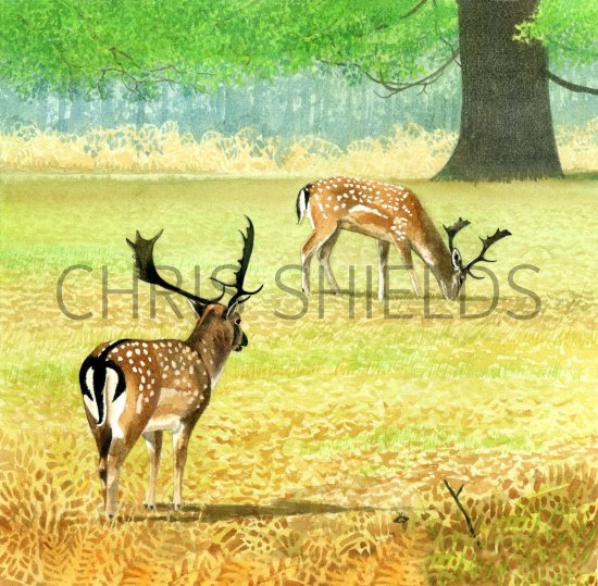 Illustration of Deer (Fallow) Dama dama (#1423)