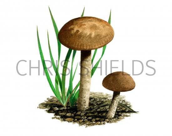Illustration of Dermoloma pseudocuneifolium (Dark Crazed Cap) (#4055)