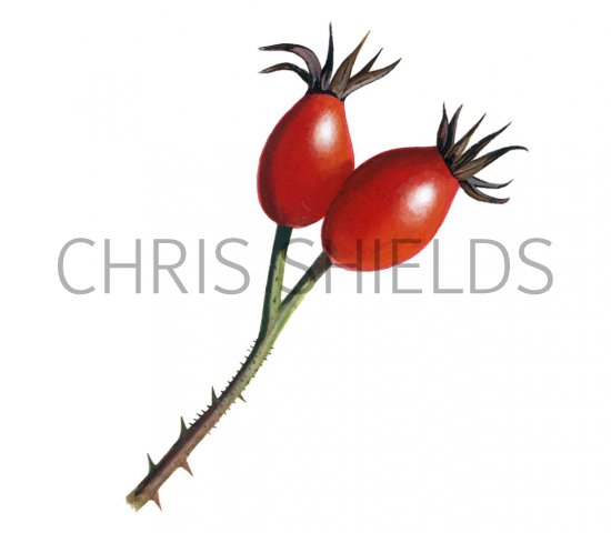 Illustration of Dog Rose hips (Rosa canina) (#3329)
