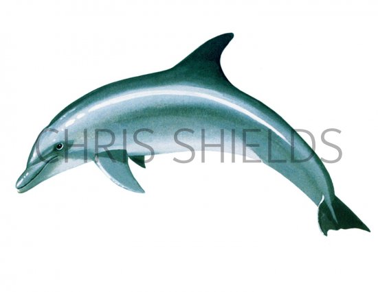 Illustration of Dolphin (Bottle Nosed) Tursiops truncatus (#1853)